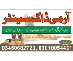 Army Dog Center Multan 03010054431