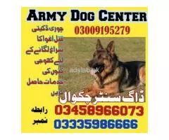 Army Dog Center Chakwal, contact 03458966073 | Security Dog Services