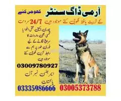 Army Dog Center Okara, Contact 03459033016 | Sniffer Dog Services in Okara