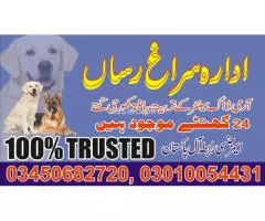 Army dog centre Chakwal 03010054431