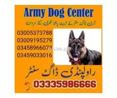 Army dog center Rawalpindi contact ,,, 03458966073