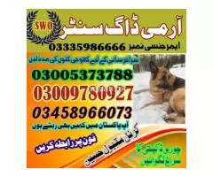 Army Dog Center Bhalwal 03458966073