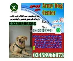 Army dog center Sargodha 03458966073