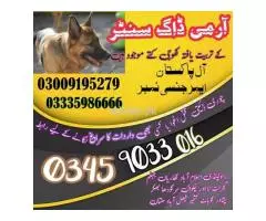 Army dog center Faisalabad 03018665280 Sniffer Dog Faisalabad