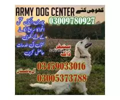Army Dog Center Bhakkar  03009780927