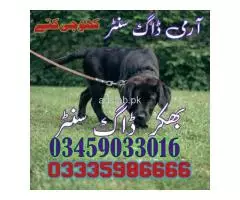 Army dog center Darya Khan 03009195279