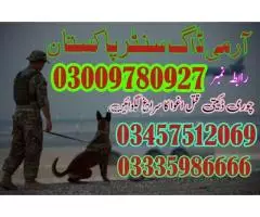 Army dog center rawalpindi (03009195279)
