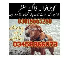 03009780927 Army Dog Center Jhelum Original Military Dog Services in Jhelum