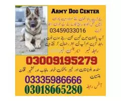 Army Dog Center Sahiwal | 03459033016 Original Military Dog Services