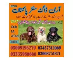 Army Dog Center Bahawalpur 03008751871
