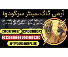 Army Dog Center Sargodha 03009780927 Original Military Dog Sargodha - 1