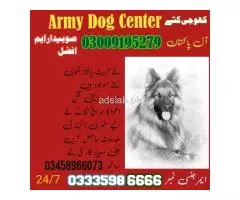 Army Dog Center Okara 03009195279 Sniffer Dog Center Okara
