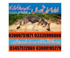 Army Dog Center Lahore | 03459033016