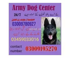 Army Dog Center Faisalabad 03018665280 | Khoji Dog center Faisalabad - 1