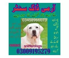 Army Dog Center Chakwal 03335986666 Sniffer Dogs