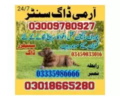 03458966073 Army Dog Center Rawalpindi Westridge
