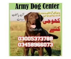 Army Dog Center Jhelum 03005373788 Sniffer Dog Service