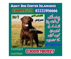 Army Dog Center Wah Cantt 03009195279 Trained Dogs