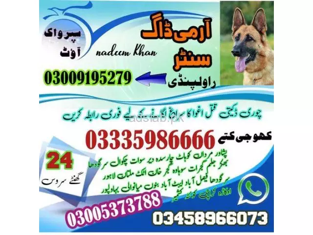 Army Dog Center Jhelum 03009195279 | Military Dog Center Jhelum - 1/1
