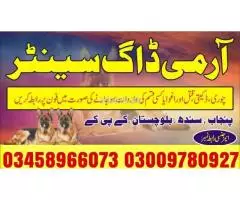 Army Dog Center Faisalabad 03018665280 | Khoji Dog center Faisalabad