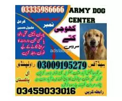 Army Dog Center Attock 03458966073 03009195279