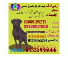 Army Dog Center Bhakkar 03335986666