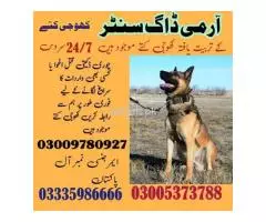 Army Dog Center Layyah 03009195279 - 1