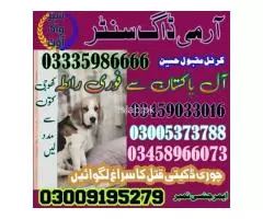 Army Dog Center Nowshera 03009195279