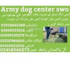 Army Dog Center Chakwal Contact 03335986666