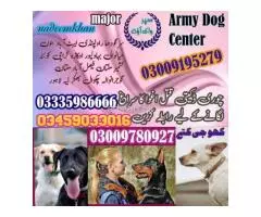 Army Dog Center Khushab 03458966073