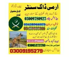 Army Dog Center Gujranwala 03458966073