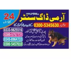 Khoji dogs Faisalabad, 03005780720 - 1