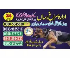 Khoji dogs in Rawalpindi, 03005780720 - 1