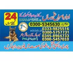 Khoji dogs in Islamabad, 03005780720