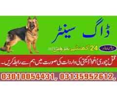 Khoji dogs in Rawalpindi 03450682720