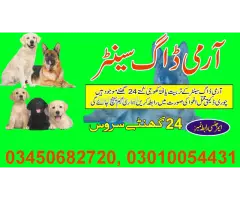 Khoji dogs in Kharian 03010054431