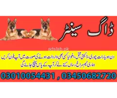 Khoji dogs in Narowal 03005780720