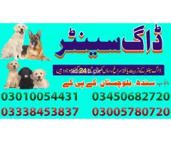 Khoji dogs in Lahore 03005780720