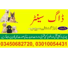 Khoji dogs in Jauharabad 03005780720