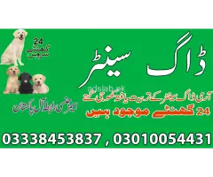 Khoji dogs in Dera Ghazi Khan 03005780720 - 1