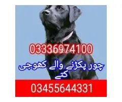 Army dog center Lahore 03414401562
