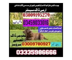 Army Dog Center Islamabad 03227737379 ادارہ سراغ رساں