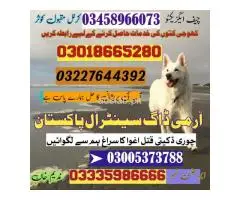 Army Dog Center Mandi Bahauddin #03335986666 سراغ رساں کھوجی کتے