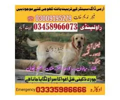 army dog center chakwal #03018665280 سرچنگ ڈاگ