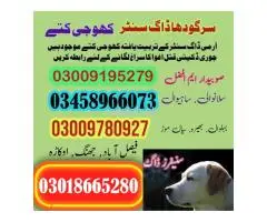 Army Dog Center Chiniot #03335986666 کھوجی کتے - 1