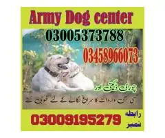 Army Dog Center Karachi 03018665280 Khoji Dogs چور پکڑنے والے کھوجی کتے - 1