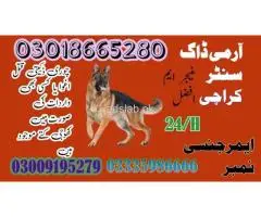 Army dog center Mirpur Khas | 03009195279 | K9 Dogs - 1