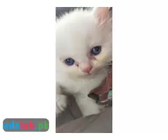 Persian kittens for sale - 5