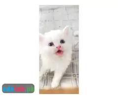 Persian kittens for sale - 7