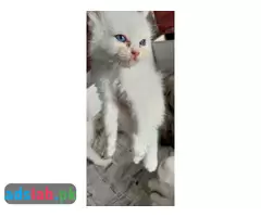 Persian kittens for sale - 8
